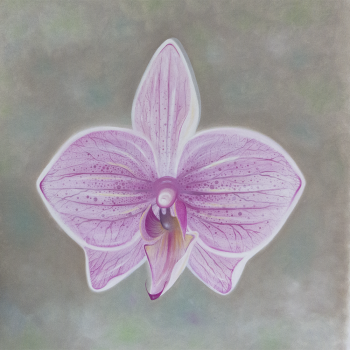 Orchidee Lichtpink - Leinwanddruck