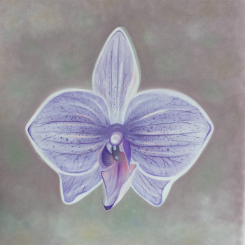 Orchidee Lichtviolett - Leinwanddruck