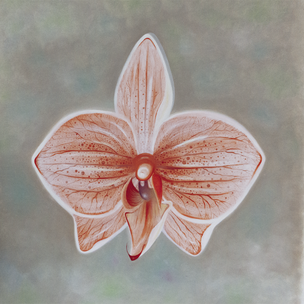 Orchidee Lichtrot - Leinwanddruck